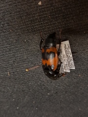 Nicrophorus marginatus