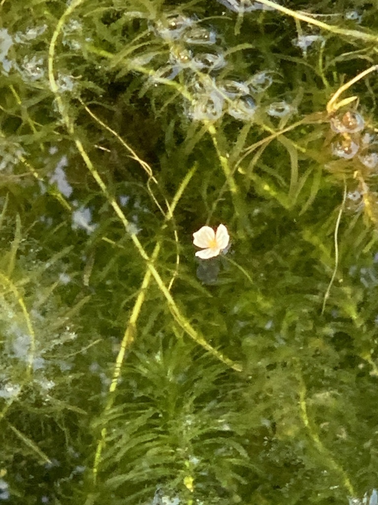 tapegrass family from Hickory Ridge Dr, Conroe, TX, US on May 20, 2023 at 0447 PM by gbasstx