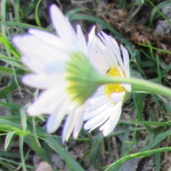 Aphanostephus skirrhobasis