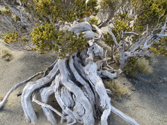 Olearia nummulariifolia