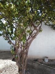 Terminalia oblonga