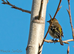 Fringilla coelebs