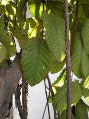 Terminalia oblonga