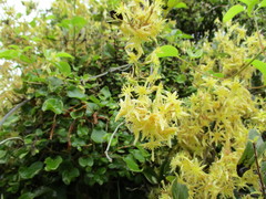 Clematis foetida
