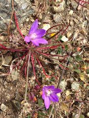 Brodiaea terrestris terrestris