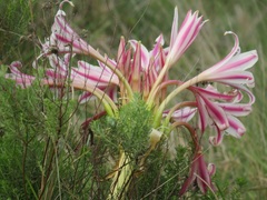 Crinum stuhlmannii delagoense
