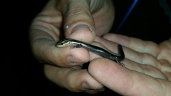 Plestiodon tetragrammus