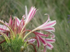 Crinum stuhlmannii delagoense