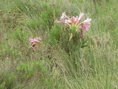 Crinum stuhlmannii delagoense