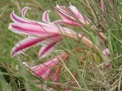 Crinum stuhlmannii delagoense