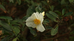 Theaceae