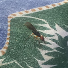 Odontomachus erythrocephalus