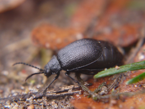 Black-punctured leaf beetle photo 3