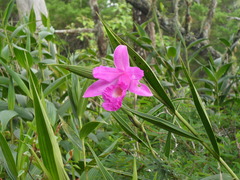Sobralia macrantha