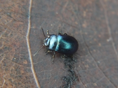 Chrysolina analis