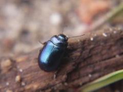 Chrysolina analis