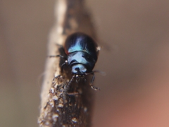 Chrysolina analis