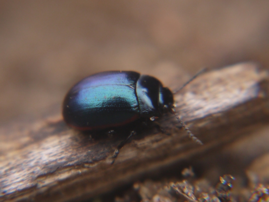 Chrysolina analis