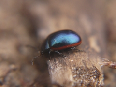 Chrysolina analis