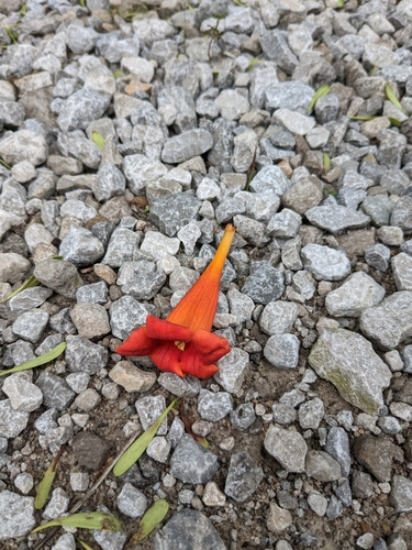 Trumpet Vine