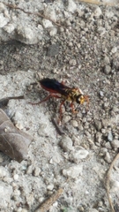 Sphex jamaicensis