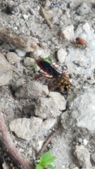 Sphex jamaicensis