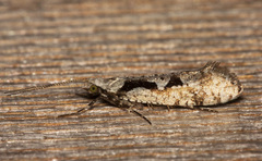 Rhigognostis interrupta