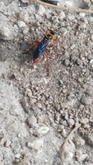 Sphex jamaicensis