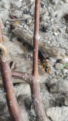 Sphex jamaicensis