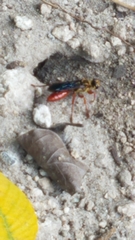 Sphex jamaicensis