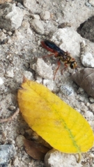 Sphex jamaicensis