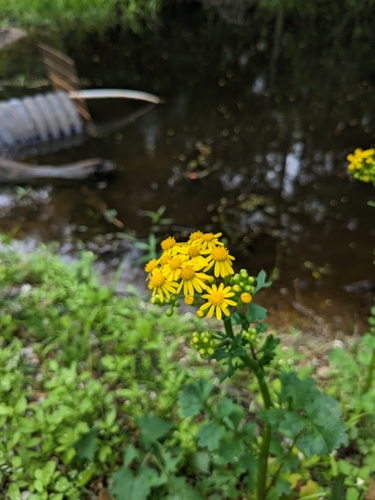 Senecio lampiño