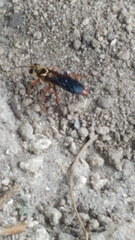 Sphex jamaicensis