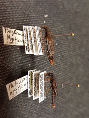 Platydracus mysticus