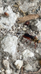Sphex jamaicensis