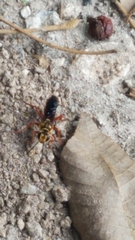 Sphex jamaicensis