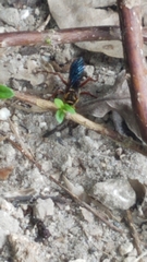 Sphex jamaicensis