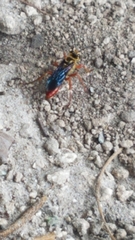 Sphex jamaicensis