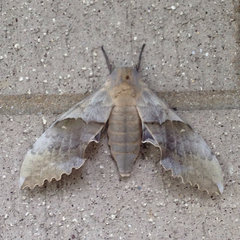 Pachysphinx occidentalis