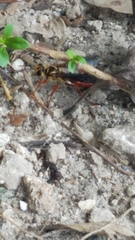 Sphex jamaicensis