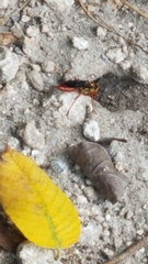 Sphex jamaicensis
