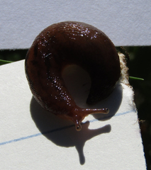 Ambigolimax