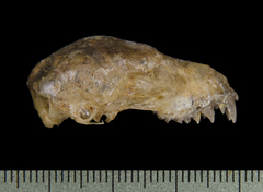 Greater Broad-Nosed Bat photo 3