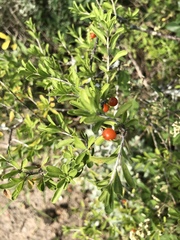 Citharexylum brachyanthum