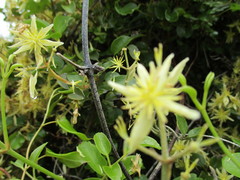Clematis foetida