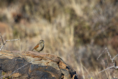Emberiza capensis