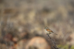Emberiza capensis
