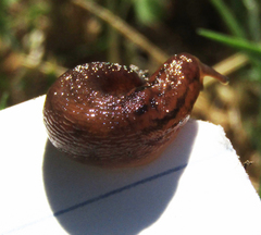Ambigolimax