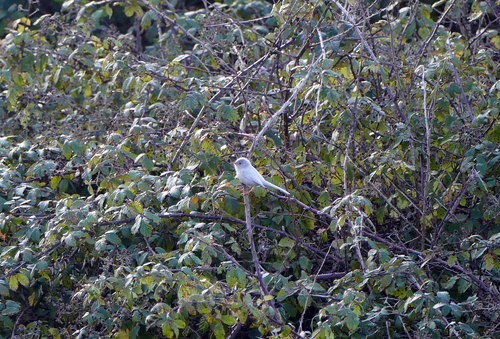 Dartford Warbler, 4740 Fão, Portugal, photo 8 of 10