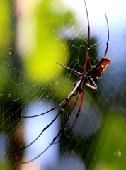 Nephila